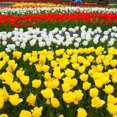 【お花畑】観光客向けのお花畑と養蜂場