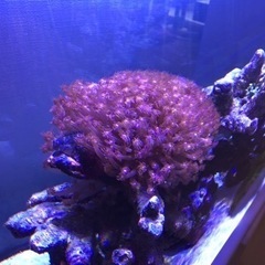 決まりました！。