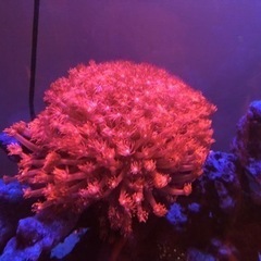 決まりました！。