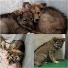 ３ヶ月☆野犬のこいぬちゃん❷

（県外可）

