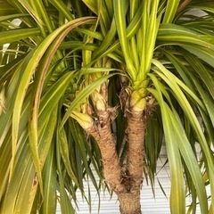 ドラセナ☆ニオイシュロラン★シンボルツリーNo.2