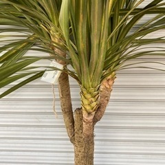 ドラセナ★ニオイシュロラン☆シンボルツリーNo.4