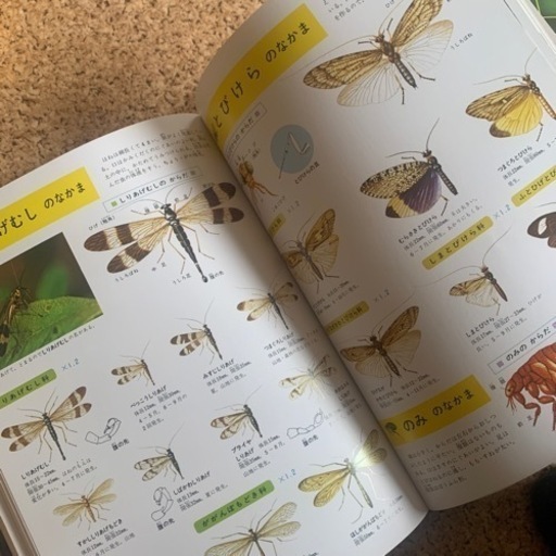 鳥類の図鑑 小学館の学習百科図鑑 得る 鳥類の図鑑 小学館の学習百科図鑑 得る