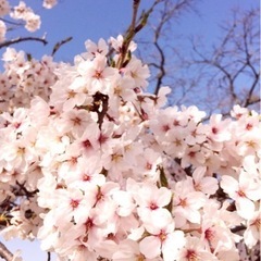 桜チンキWS＆お花見かい