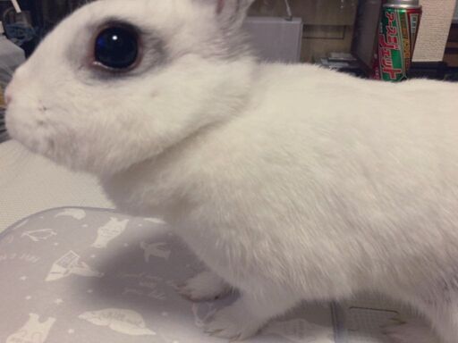 うさぎ里親募集５月まで Utugi 湯沢のその他の里親募集 ジモティー