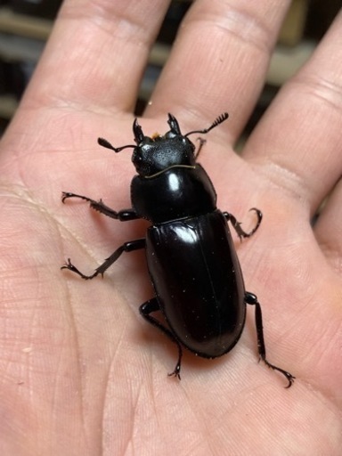 完売】フォルスターフタマタクワガタ亜種ニシ 即ブリペア チベット産