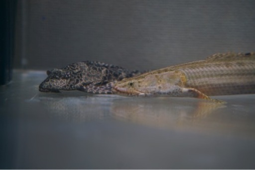 ポリプテルスビキールビキール シャリ川産 37cm± ポリプテルスビキールビキール シャリ川産 37cm±