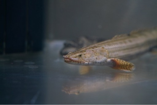 ポリプテルスビキールビキール シャリ川産 37cm± ポリプテルスビキールビキール シャリ川産 37cm±