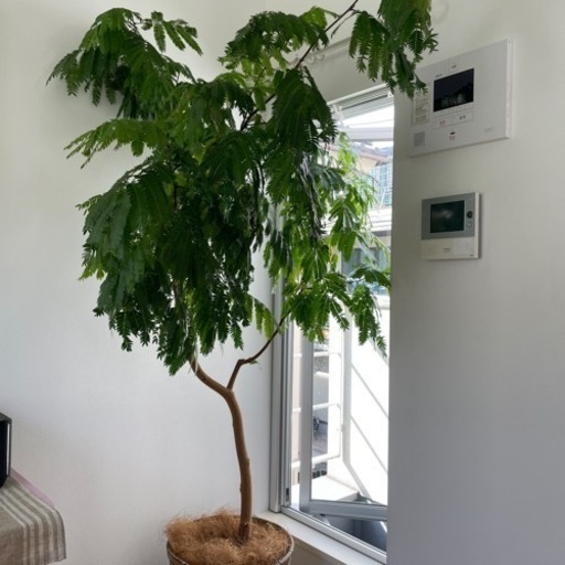 観葉植物です 断捨離中です 二子玉川の家具の中古あげます 譲ります ジモティーで不用品の処分