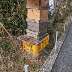 日本ミツバチ飼育