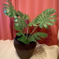 千葉県の中古モンステラが無料 格安で買える ジモティー