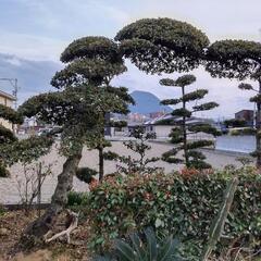 値下げ　門かけサイズ　ウバメガシ