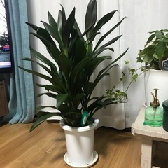 観葉植物　売って下さい。