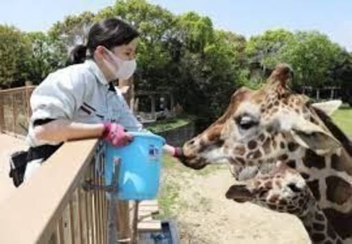 動物好きにはたまらない 動物園での飼育員 資格不要 株 Cats名古屋 東山公園のその他の無料求人広告 アルバイト バイト募集情報 ジモティー
