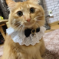 茶トラの猫を探してます