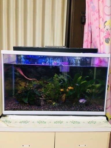 水槽 60 cm