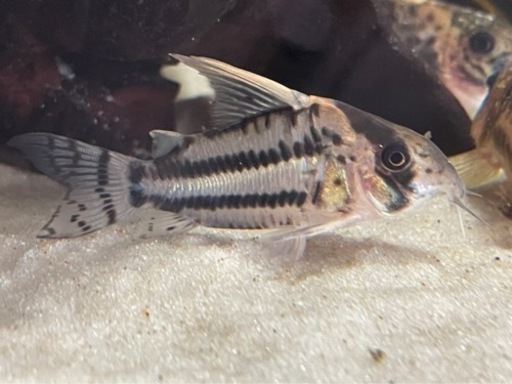 スーパーパラレルス ワイルド個体4匹