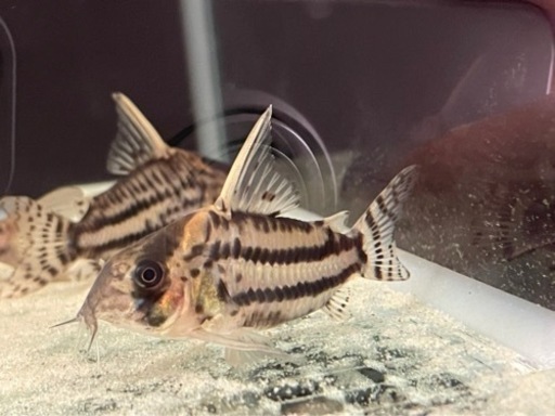 スーパーパラレルス ワイルド個体4匹 スーパーパラレルス ワイルド個体4匹