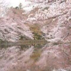 桜を撮りに行こう！歩きながら、のんびりカメラ