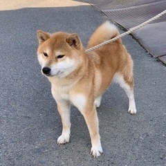 柴犬