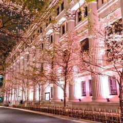 夜桜カメラ！コレド室町編