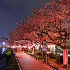 夜桜を見ながら歩こう！東京スカイツリー編