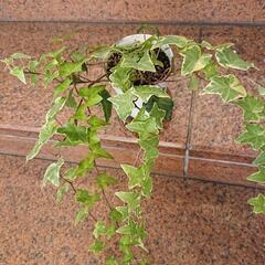 観葉植物  アイビー