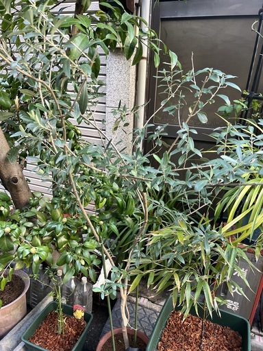 これでラスト オリーブの木の剪定枝を差し上げます 挿し木にお使いください Ukp Simple 蔵前の家庭用品 ガーデニング の中古あげます 譲ります ジモティーで不用品の処分