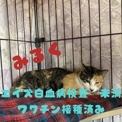 ミルクちゃん(メス)【里親様決まりました】