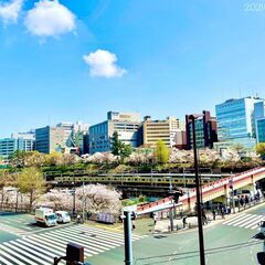 【平日のお花見茶会】市ヶ谷駅徒歩2分！日本ならではの春を楽しむお...