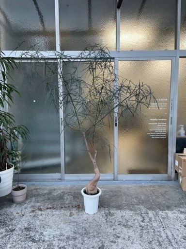 ボトルツリー　高さ約2m 観葉植物