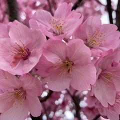 桜を見にツーリングしませんか！