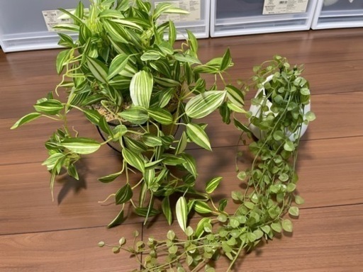 ニトリフェイクグリーン観葉植物造花インテリア トトロ 日向庄内の家具の中古あげます 譲ります ジモティーで不用品の処分