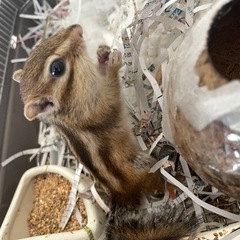 シマリス　里親さん決定しました