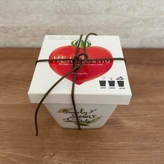 トマト栽培種　heart type tomato cultiva...