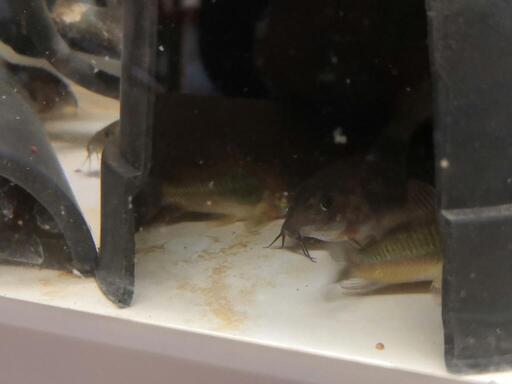 値下げコリドラスベネズエラオレンジ150円熱帯魚 コリドラス 貴志のその他の中古あげます 譲ります ジモティーで不用品の処分