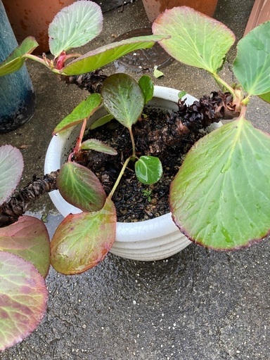 常緑多年草 ヒマラヤユキノシタ 岩ボタン の鉢植え つのかけねいる 赤池の生活雑貨の中古あげます 譲ります ジモティーで不用品の処分