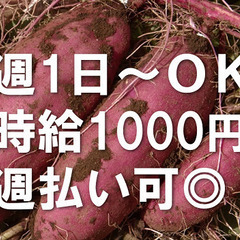 串良町有里【時給1000円★週払いOK】週4日OK！さつまいも工場で軽作業の画像