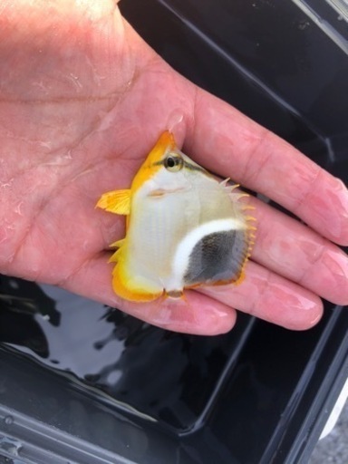 セグロチョウチョウウオ はらぺこ てだこ浦西のその他の中古あげます 譲ります ジモティーで不用品の処分