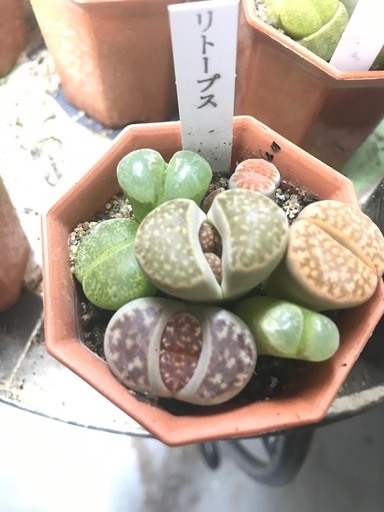 園芸 花や植物が好きな方 ガーデニング プラド 横浜のその他のメンバー募集 無料掲載の掲示板 ジモティー