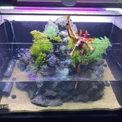 アクアテラリウム 溶岩石 A San 福知山のその他の中古あげます 譲ります ジモティーで不用品の処分