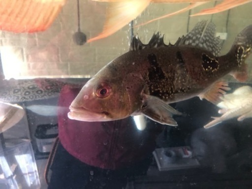 キクラ　2匹セット　約25センチくらい　引き取り魚