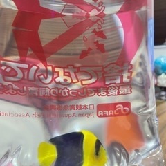 海水魚　ソメワケヤッコ