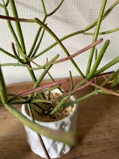 値引中!陶器鉢付き!配送可!おしゃれミルクブッシュ 多肉植物