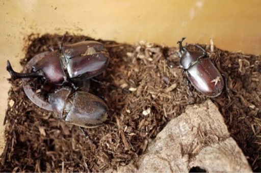 お子様連れ限定 カブトムシ クワガタの捕り方をお教えします一緒にスポットを周りませんか Tak 01 寝屋川のその他の生徒募集 教室 スクールの広告掲示板 ジモティー