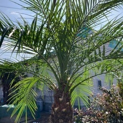 フェニックスロベレニー　大