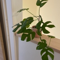 決まりました　観葉植物　モンステラ　陶器鉢　