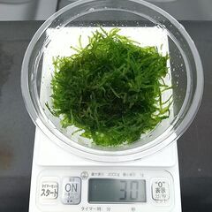 水草 ウィローモス 30g