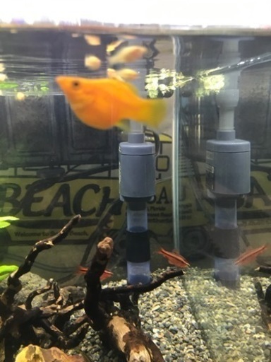 熱帯魚 バルーンモーリー稚魚 ジム 佐賀のその他の中古あげます 譲ります ジモティーで不用品の処分