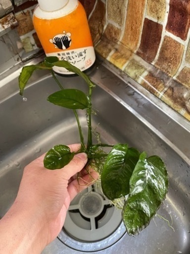 コケ付きのアヌビアスナナとよくわらない水草3束分 佐藤 郡山の家具の中古あげます 譲ります ジモティーで不用品の処分 コケ付きのアヌビアスナナとよくわらない水草3束分 佐藤 郡山の家具の中古あげます 譲ります ジモティーで不用品の処分